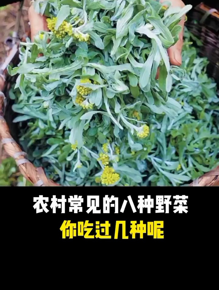 农村常见的八种野菜,你吃过几种呢?