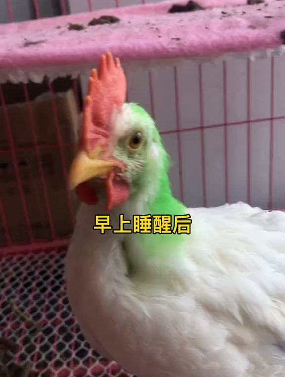 染色小鸡长大后,越来越有个性,打算今天带它们去篮球场锻炼身体