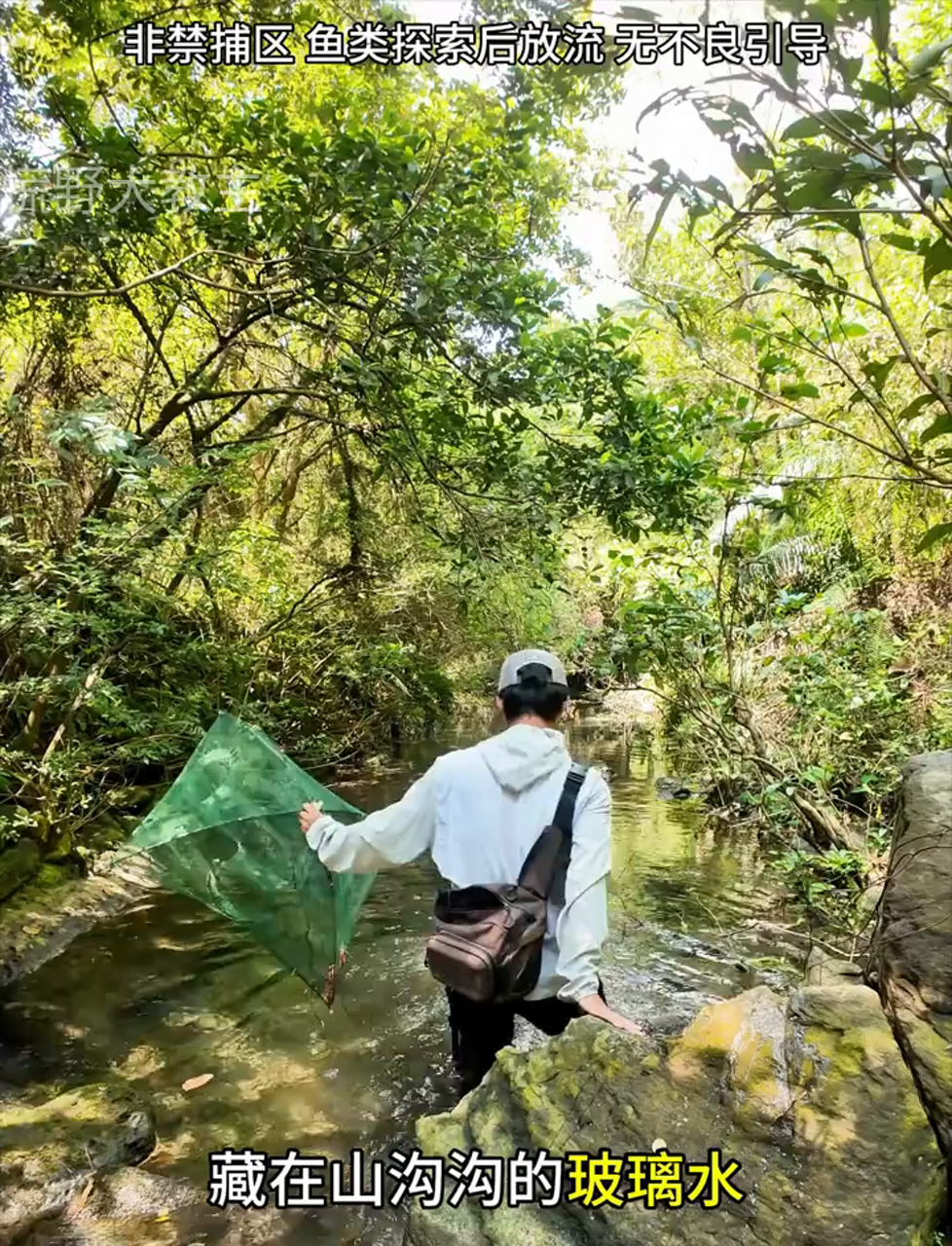 山沟里溪水清澈,抓到的鱼又多又好看,青剑尾鱼真美!