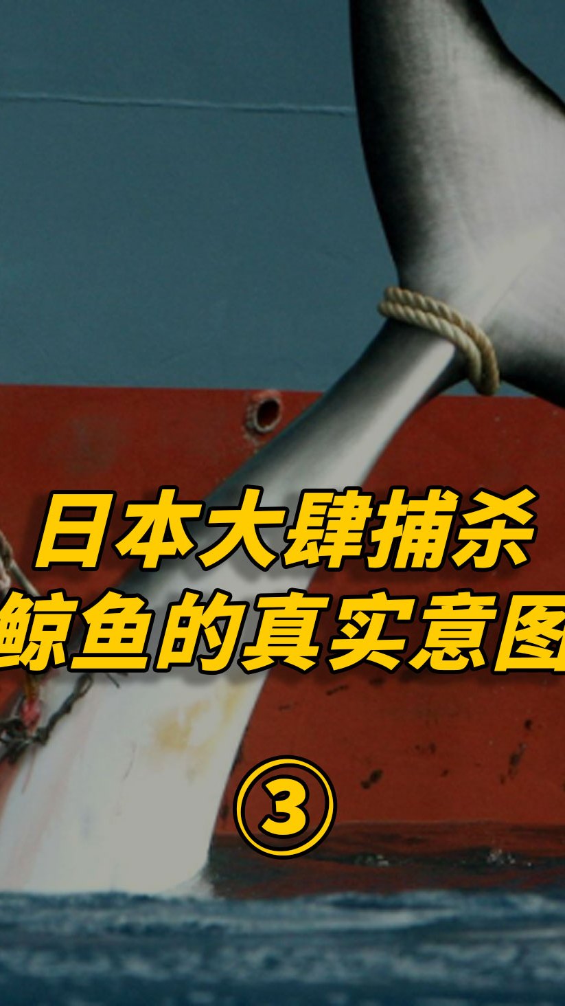 日本大肆捕杀鲸鱼的真实意图!不是吃肉,不是买卖,各国必须警惕