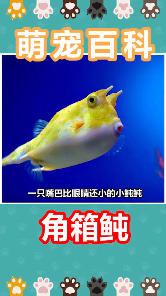 这么可爱的口水鱼,不来一只吗