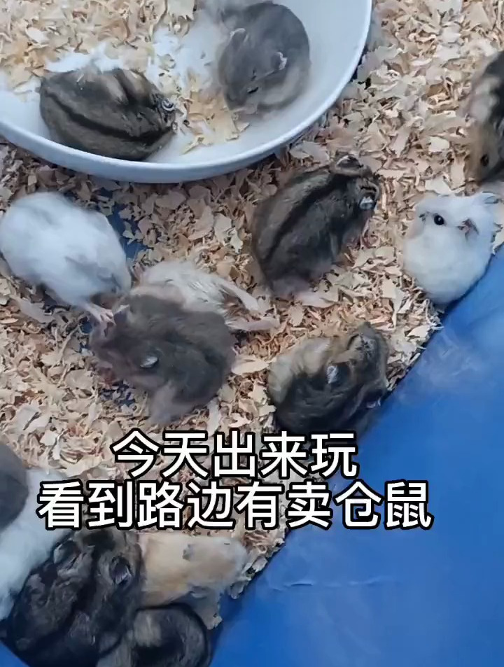 你们给它起名字吧