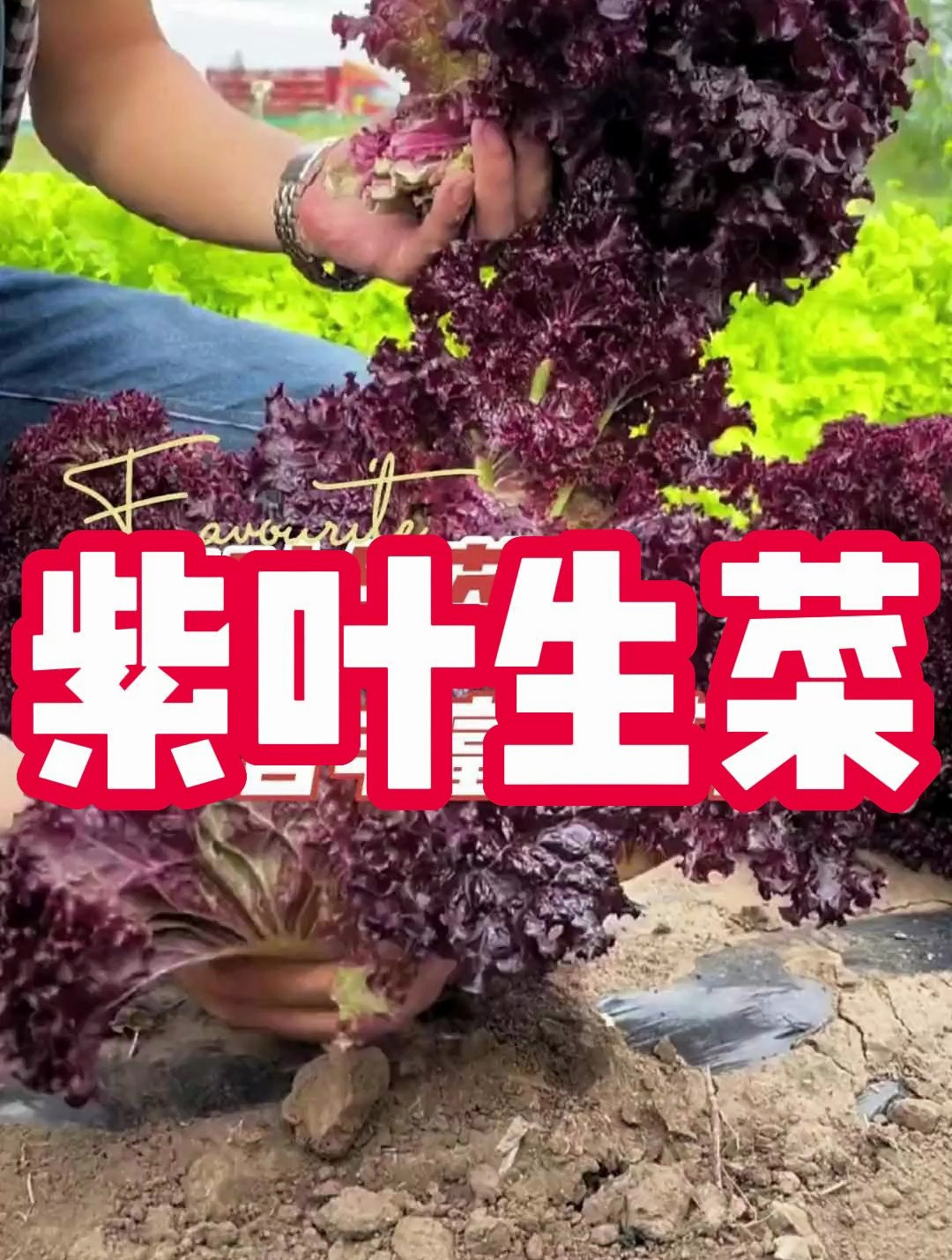紫叶生菜 生菜中的战斗机
