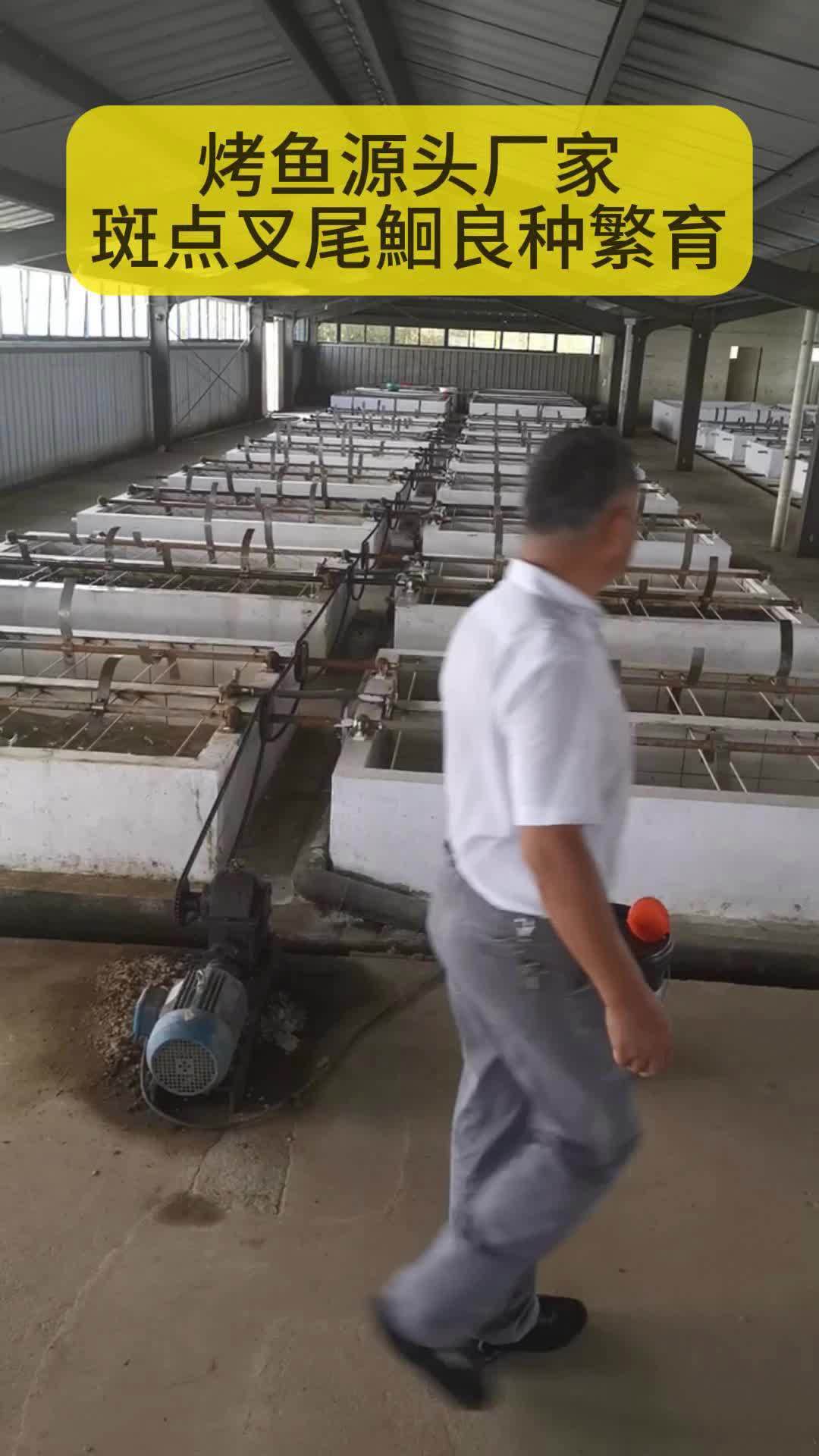 真正的开背烤鱼源头厂家 是从鱼苗开始抓起