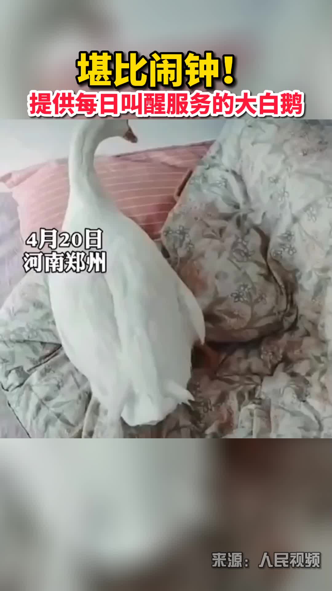 堪比闹钟!提供每日叫醒服务的大白鹅