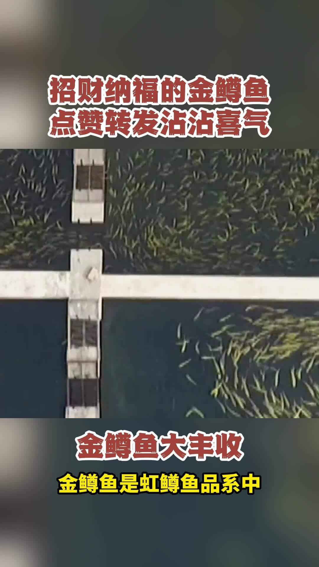 金鳟鱼招财纳福!点赞转发 福到你家!