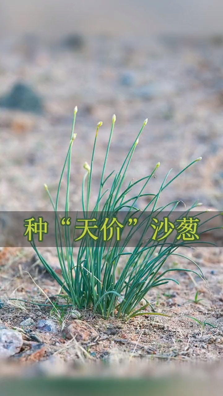 长在内蒙古野外的沙葱价格高味道鲜美,沙葱耐旱耐寒耐贫瘠