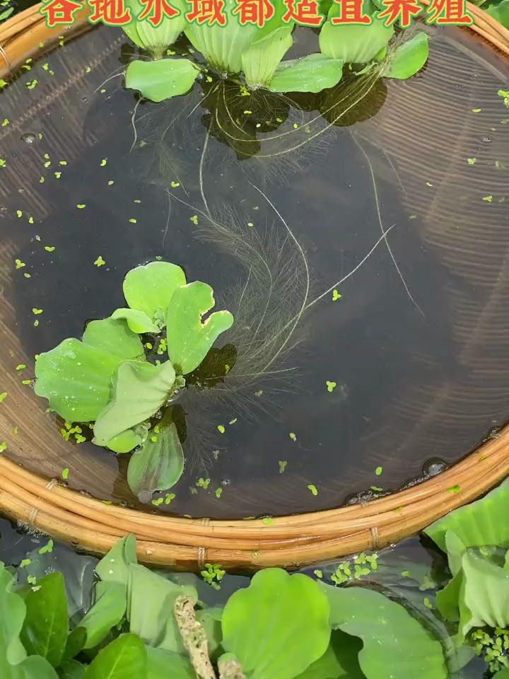 丁桂鱼一种底层杂食性鱼类,长到半斤左右时称为童子鱼