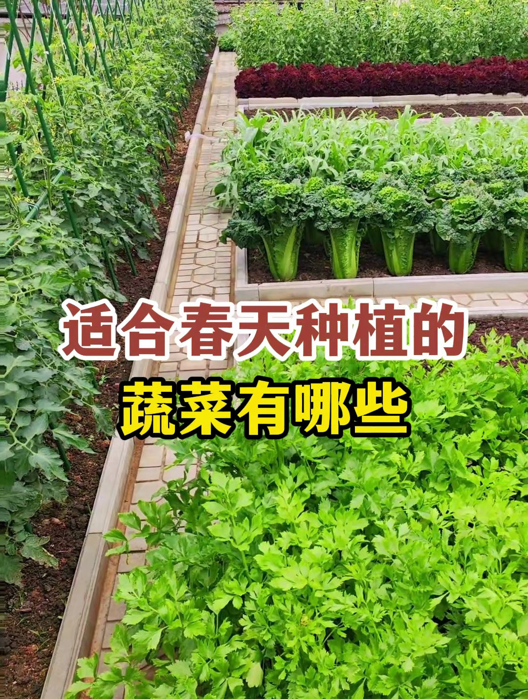 适合春天种植的蔬菜有哪些?