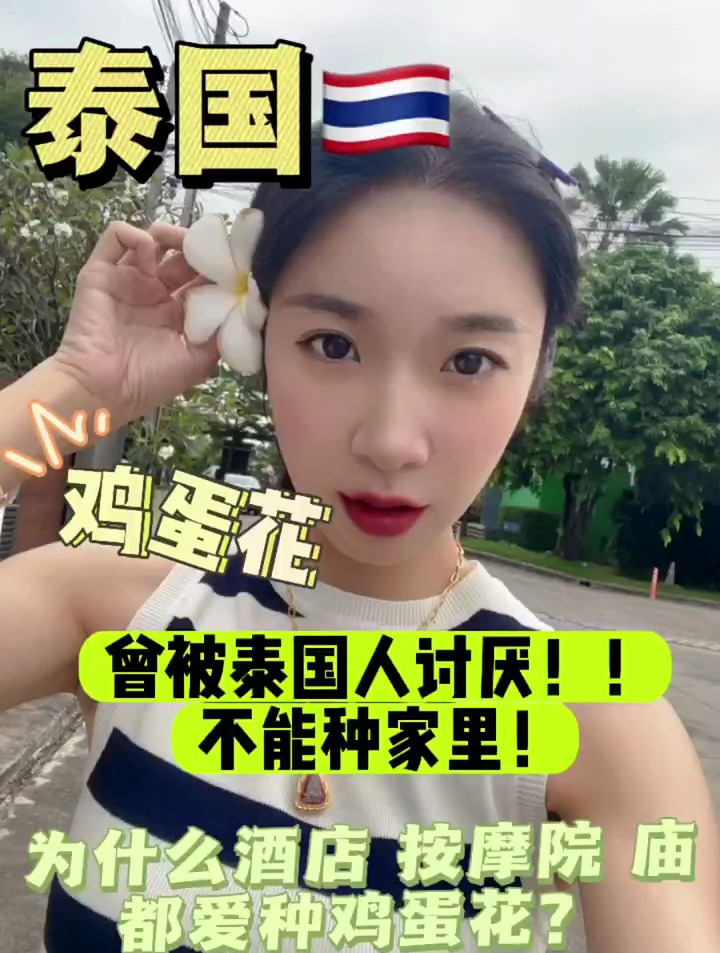 泰国满大街种的鸡蛋花,竟然曾被泰国人讨厌!种在家里会不幸!