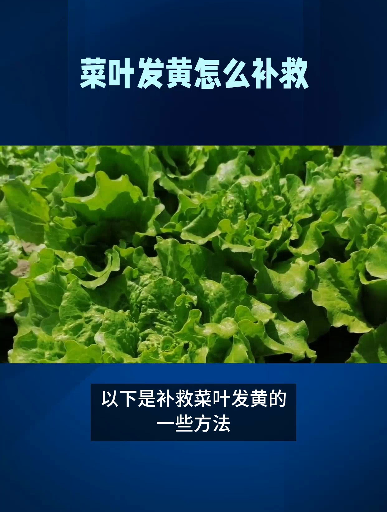 菜叶发黄怎么补救