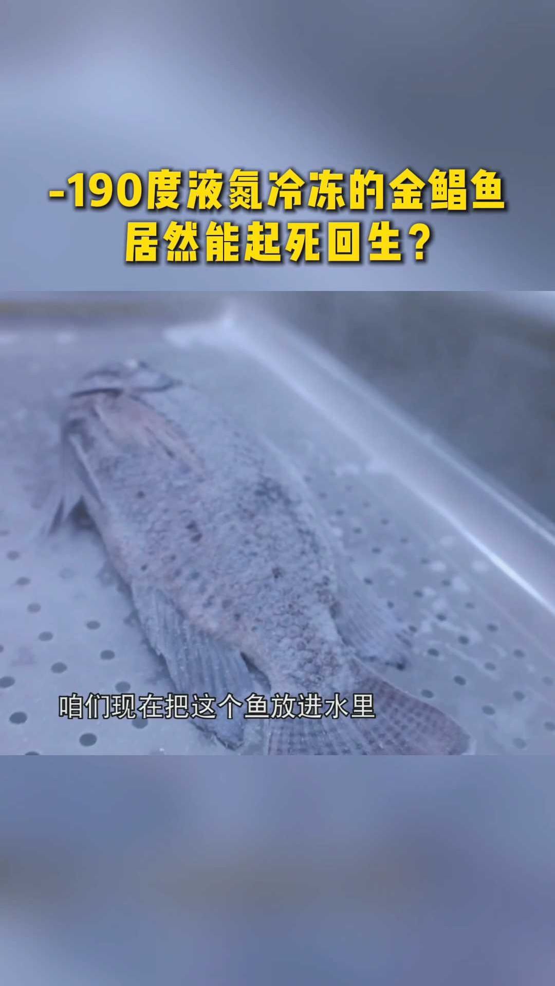 -190度液氮冷冻的金鲳鱼,居然能起死回生?