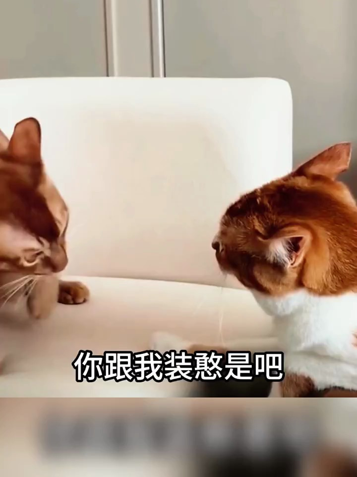 搞笑 搞笑配音 动物配音搞笑视频