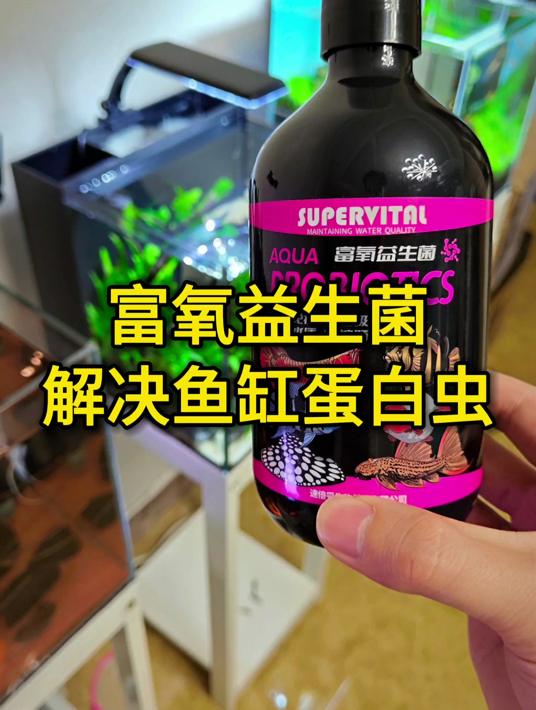 速倍妥富氧益生菌治理鱼缸蛋白虫