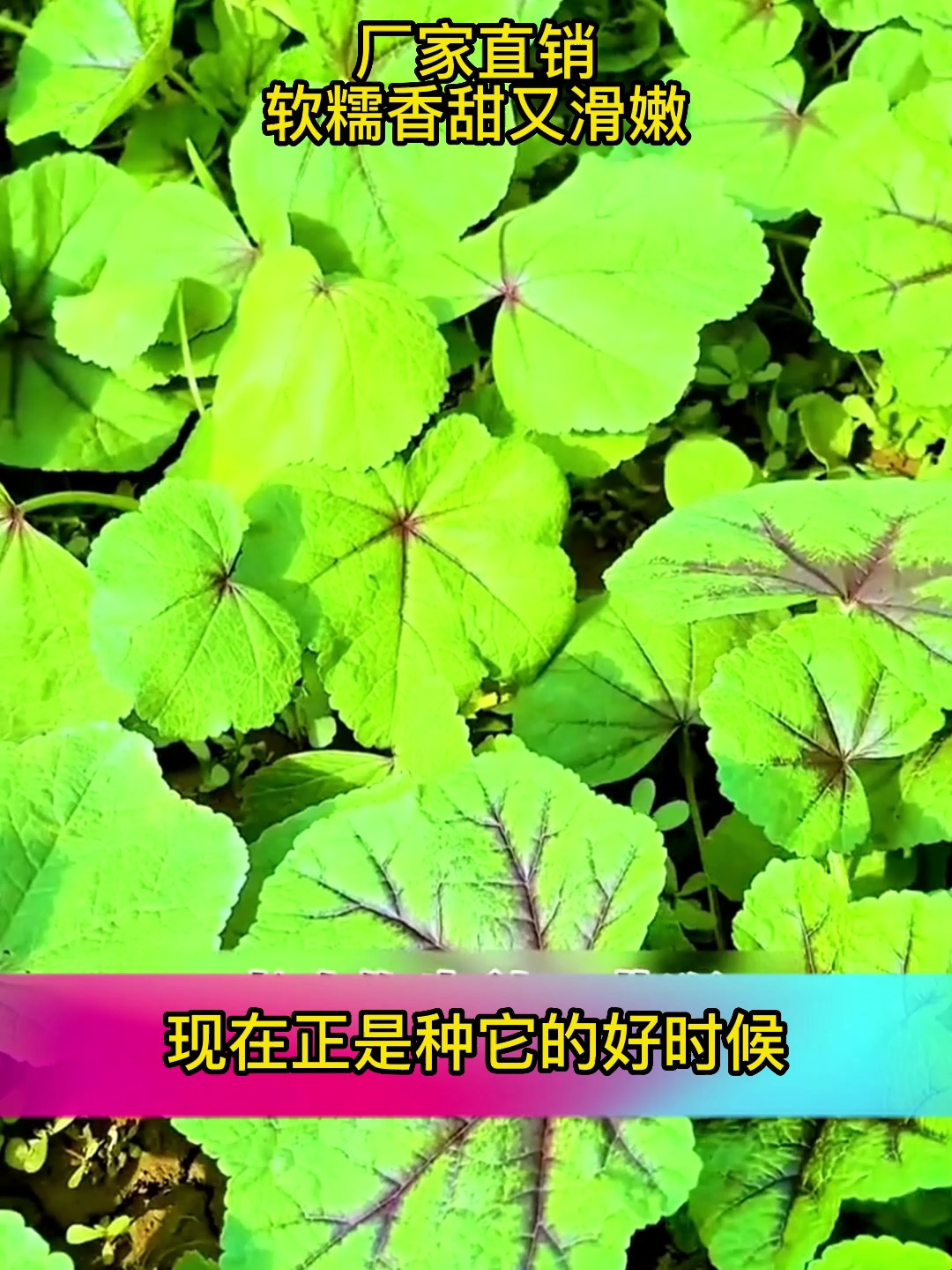 蔬菜中的高钙菜之冬寒菜,钙含量比牛奶还高,非常好吃