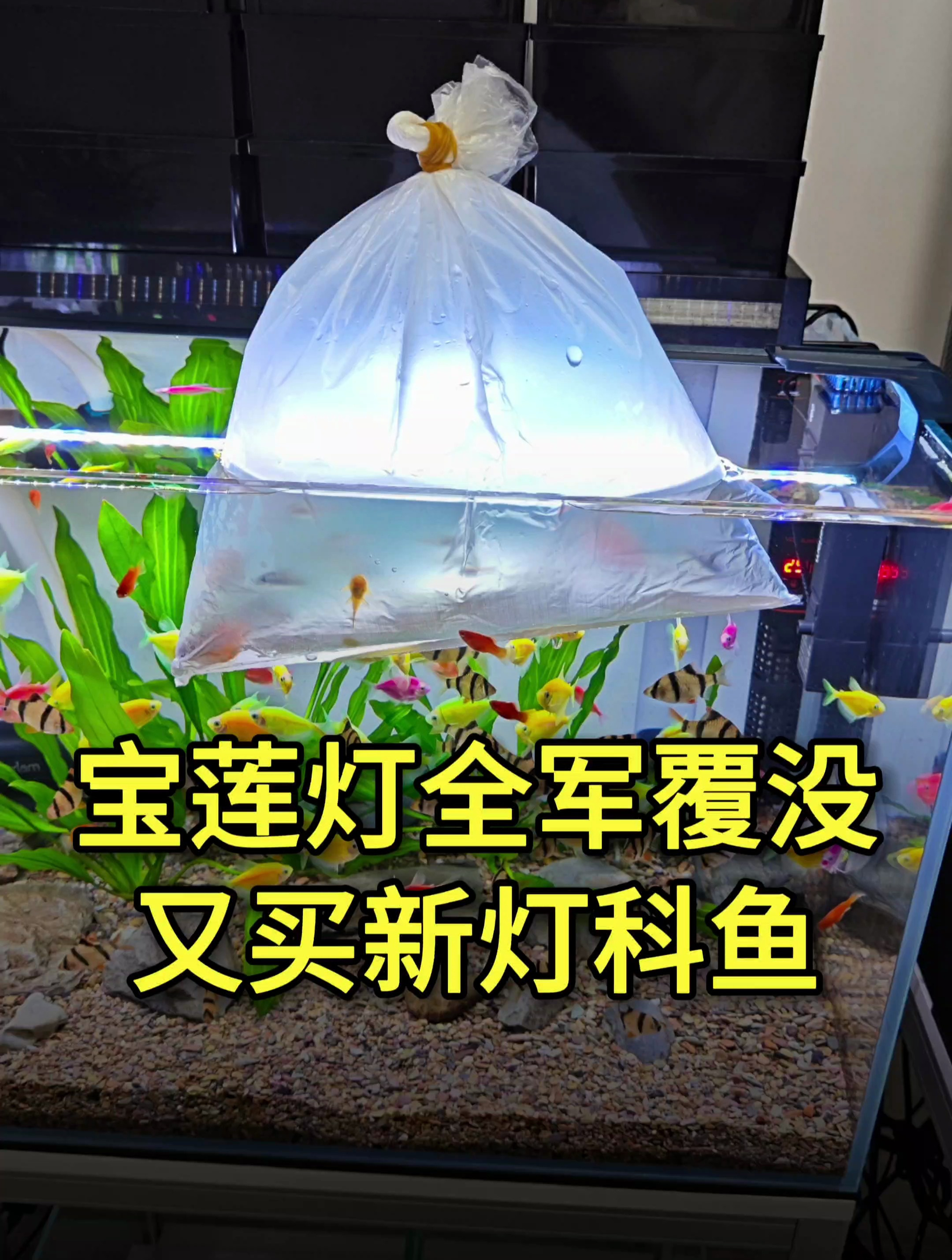 40条宝莲灯被霍霍没了,20条红灯管鱼能熬过去吗