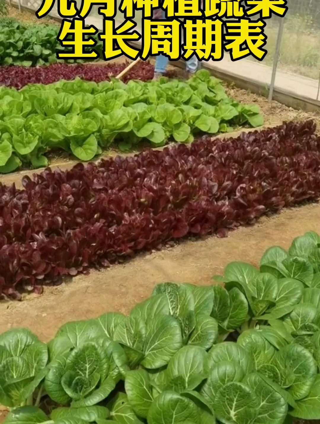 九月种植蔬菜生长周期表新农人计划2023