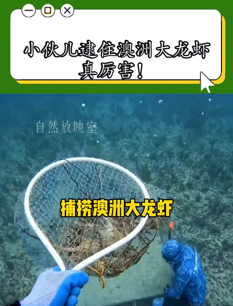 小伙儿逮住澳洲大龙虾,真厉害!