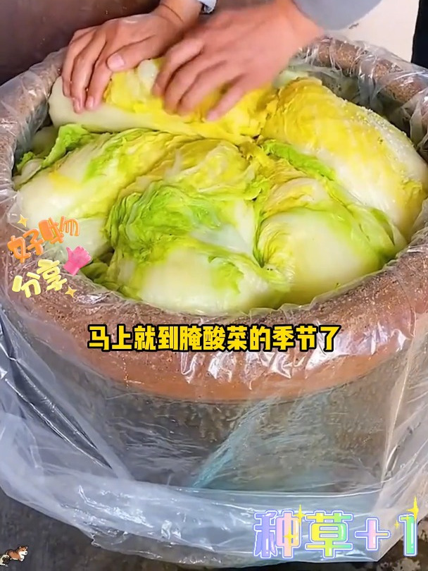 你家酸菜腌对了吗。腌制食品等包装袋,耐酸性耐腐蚀,密封不漏气