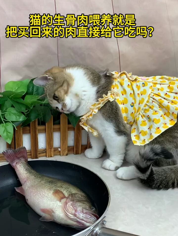 猫的生骨肉喂养就是把买回来的肉直接给猫咪吃吗?