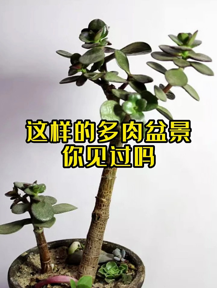多肉植物 盆景