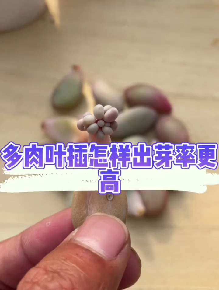 多肉叶插总是只生根不生芽?