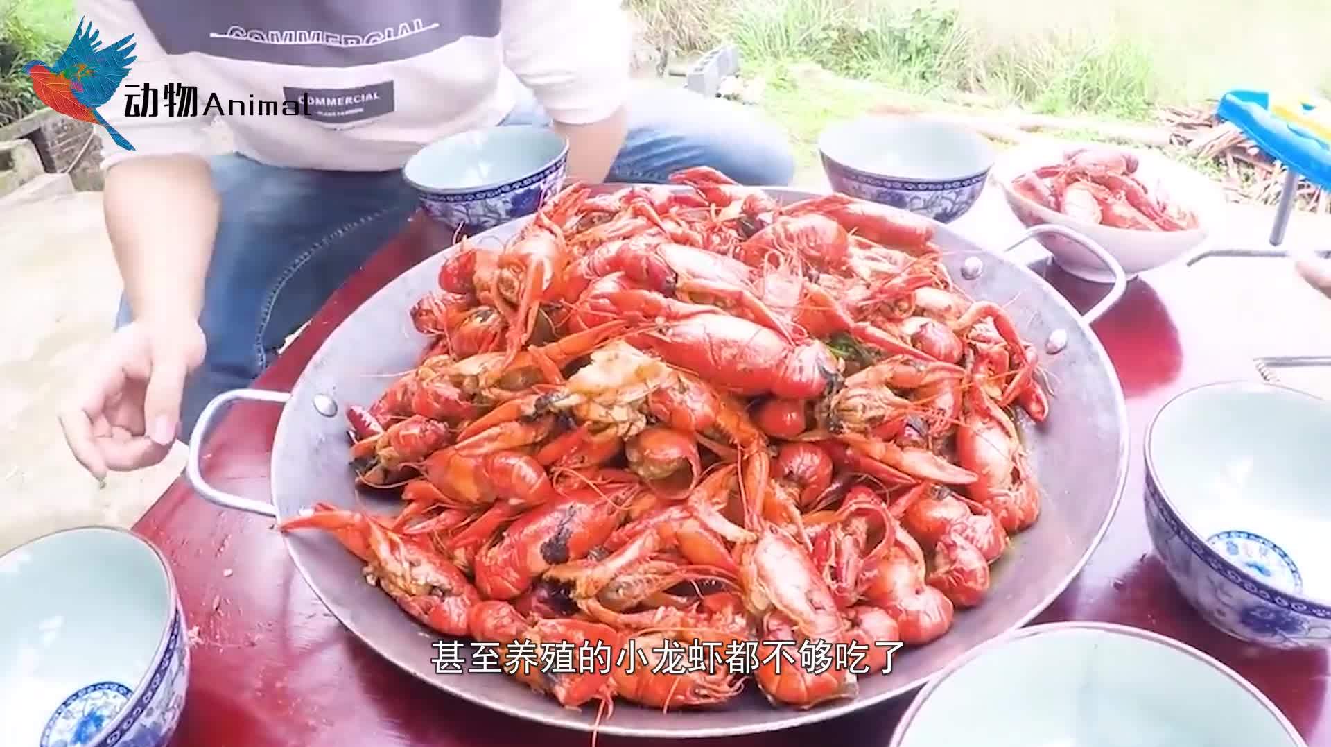 渔民捕获到世界上最大的龙虾体型像个小孩,还为它建了个雕像