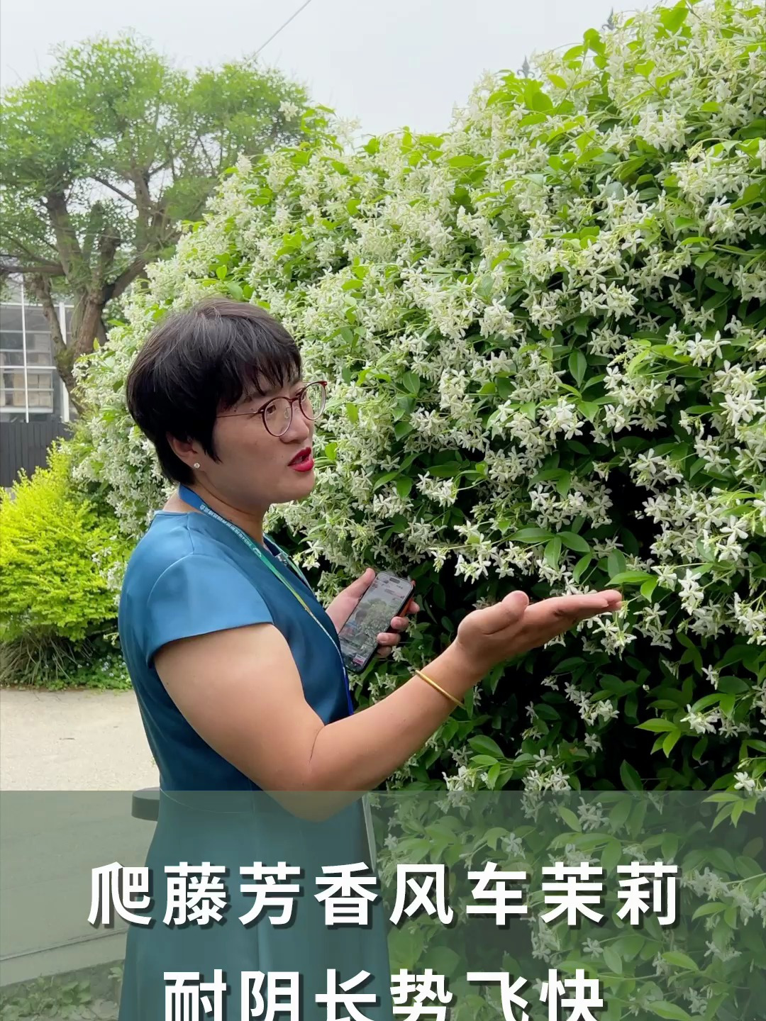 爬藤芳香风车茉莉、耐阴长势飞快