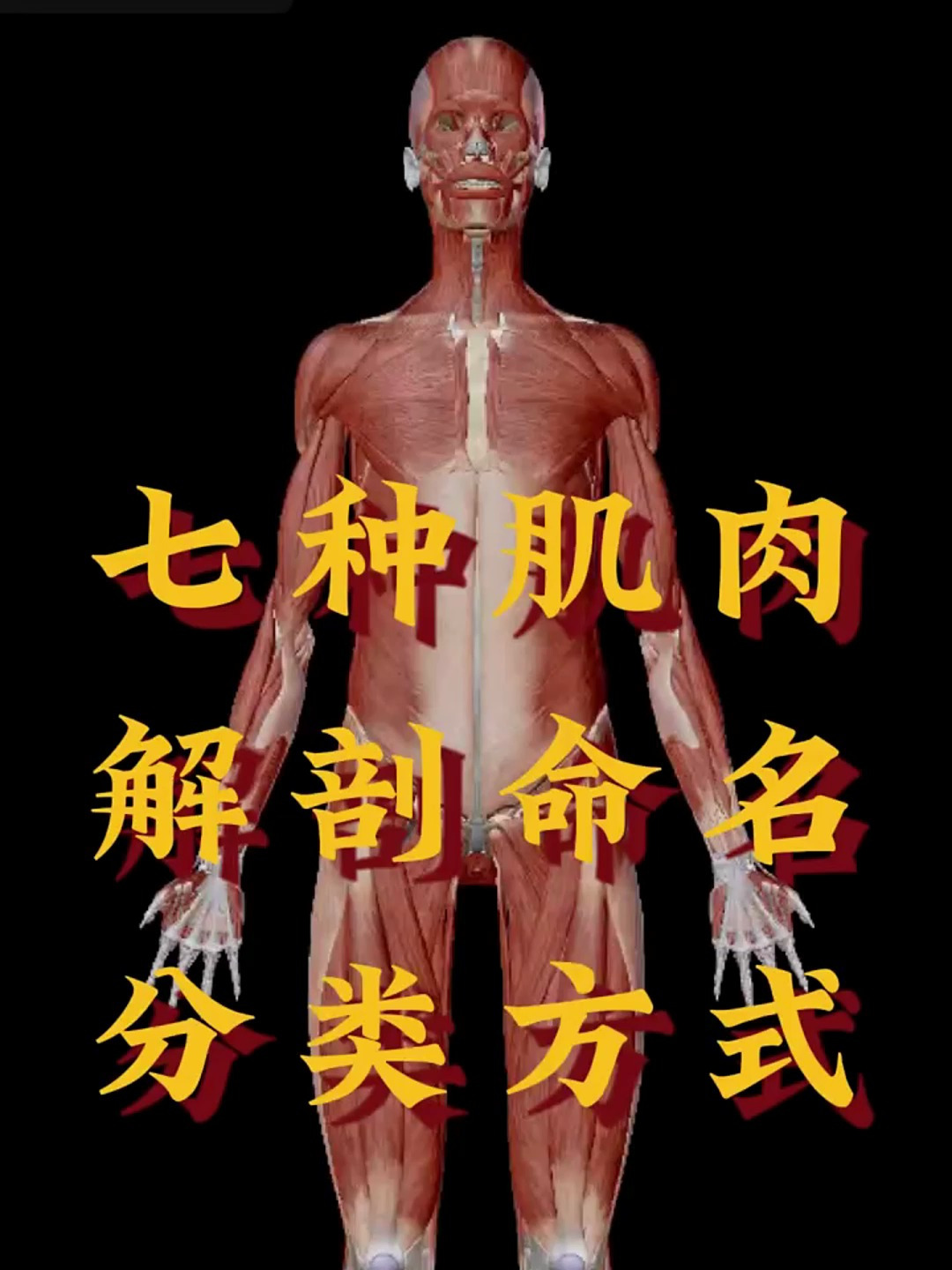 7种肌肉命名方式