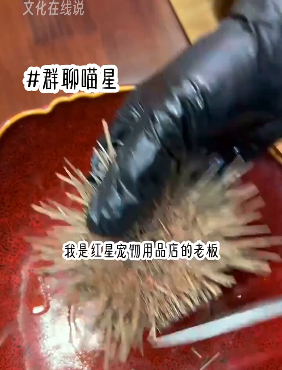 群聊喵星