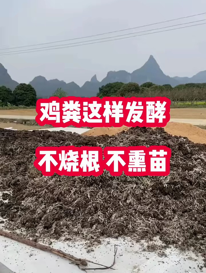 鸡粪这样发酵,不烧根,不烧苗