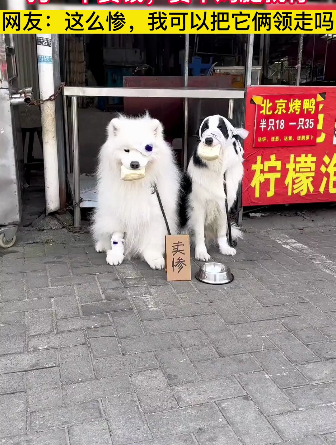 狗子当街装可怜卖惨,狗:不要钱,赏个鸡腿就行
