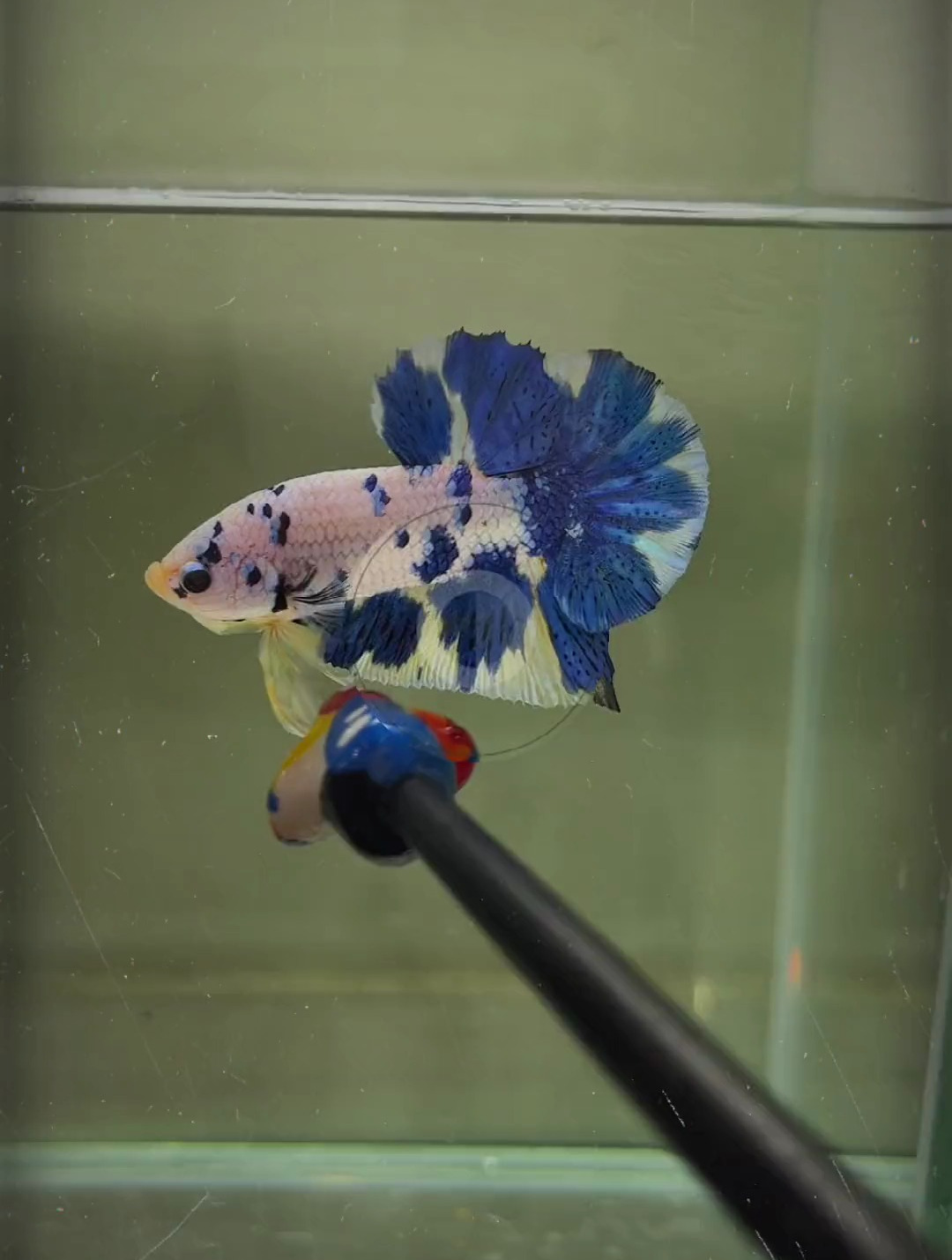 每一只都心动,好想全部带走啊家人们,特别是冠军