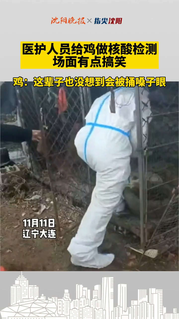 医护人员给鸡做核酸检测,场面有点搞笑!