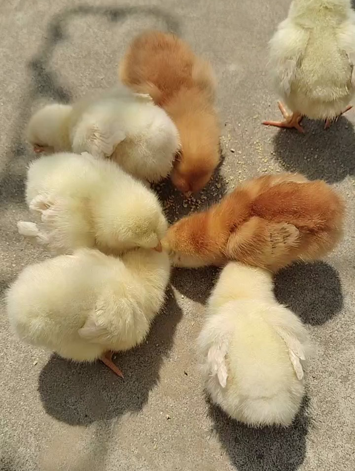 好可爱的小鸡仔