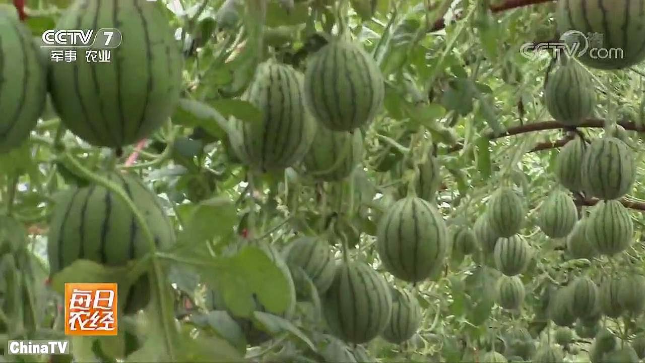 [图]西瓜内糖分高,为了提高品质煞费苦心,果农说出背后的秘密