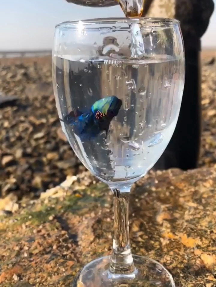 七彩迷人灯泡眼鱼