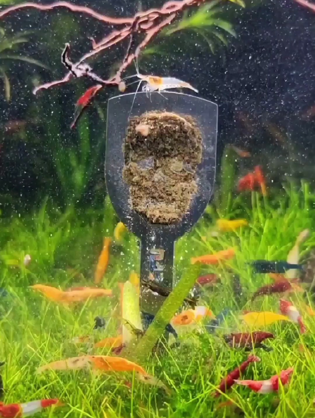 观赏虾喂食