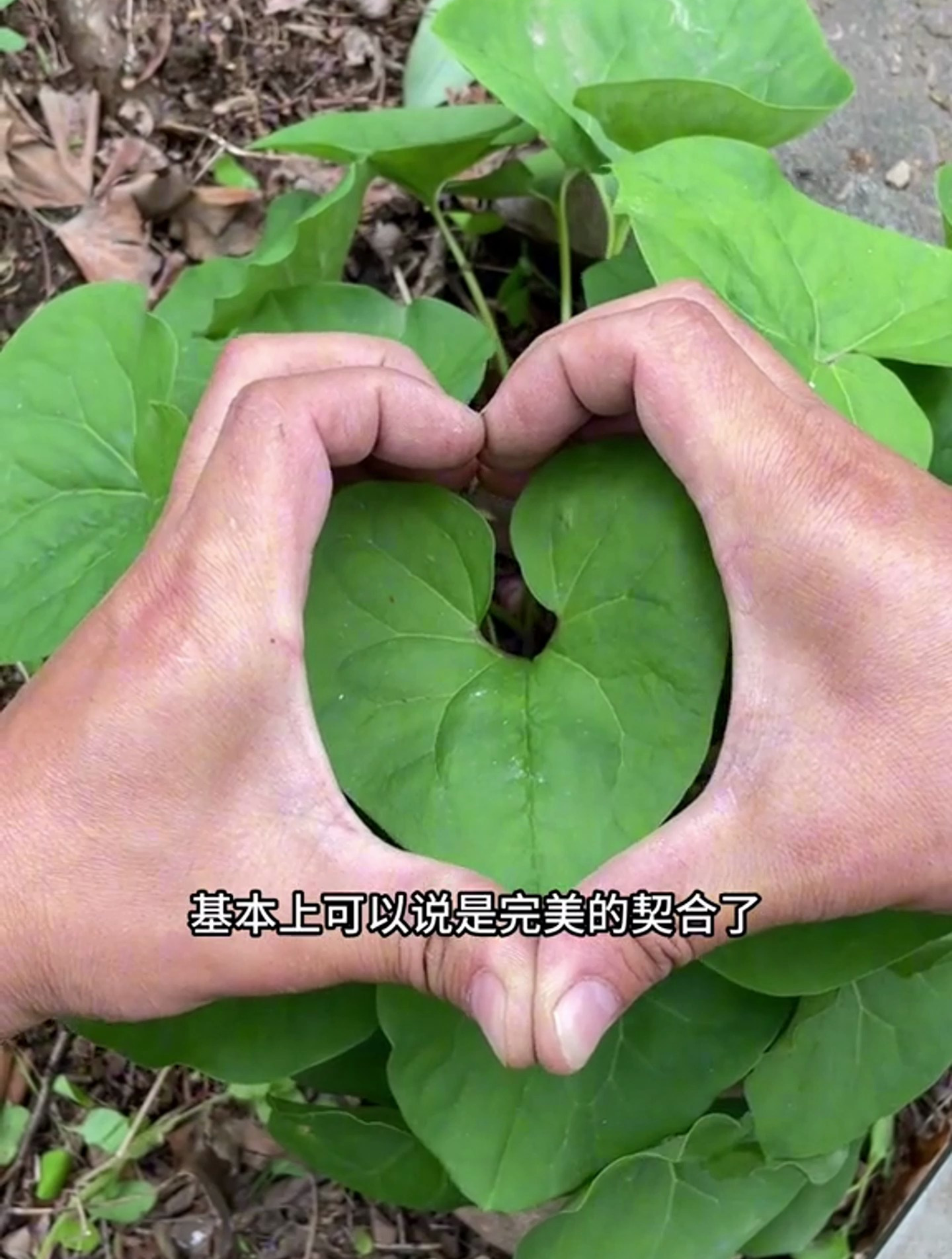 细辛,这个中草药叶片是甜的,花是奇特的