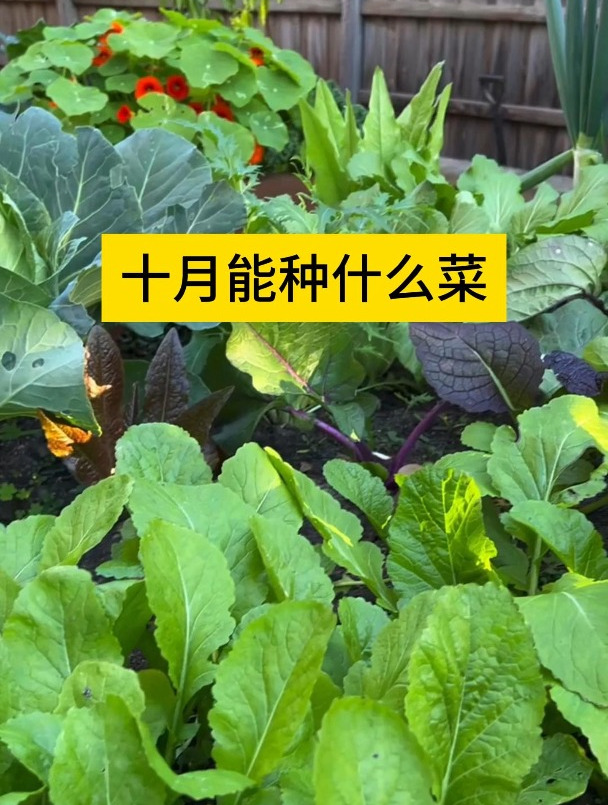 十月还能种哪些蔬菜,耐冻好养活