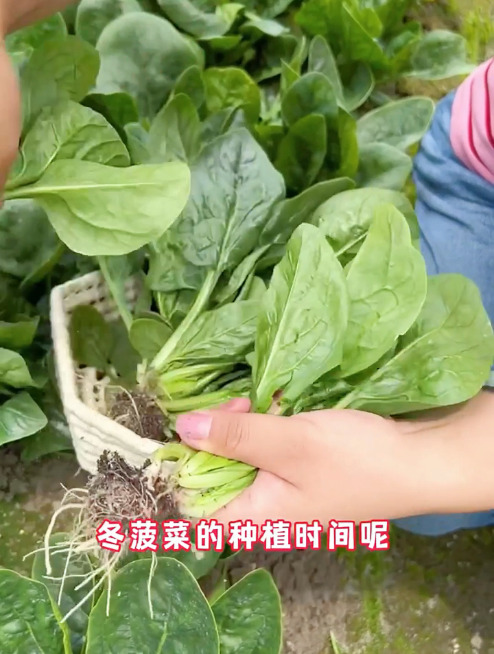 菠菜一年四季都能种,具体什么时候种最好?农村老农悄悄跟你说!