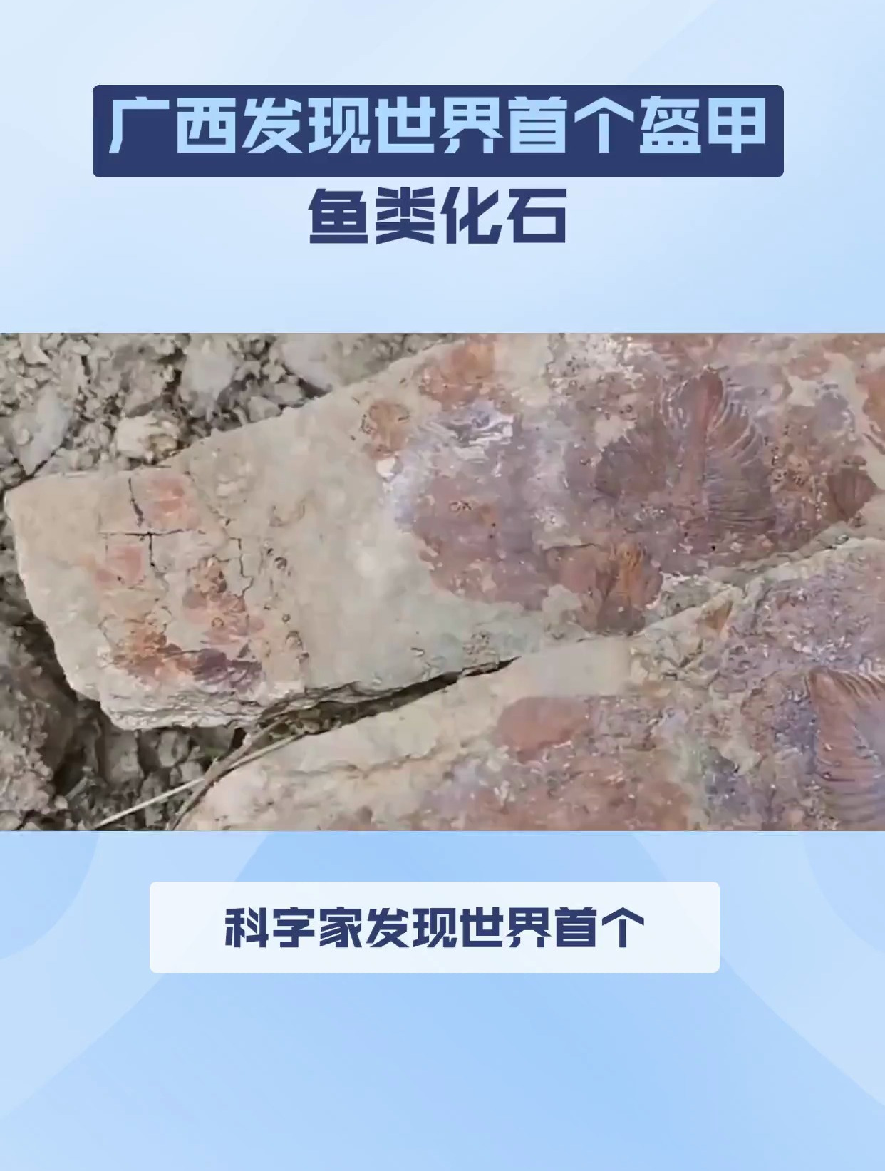 我国科学家发现,约4.1亿年前九尾狐甲鱼化石