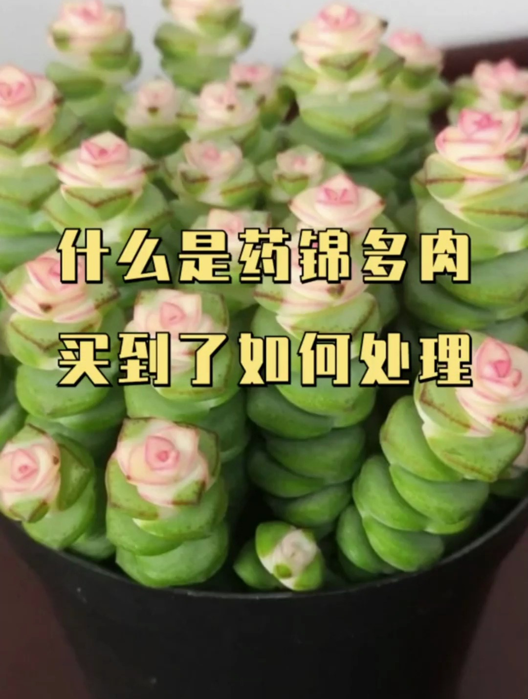 什么是药锦多肉?买到了如何处理?就相当于星期猫一样,短暂美丽