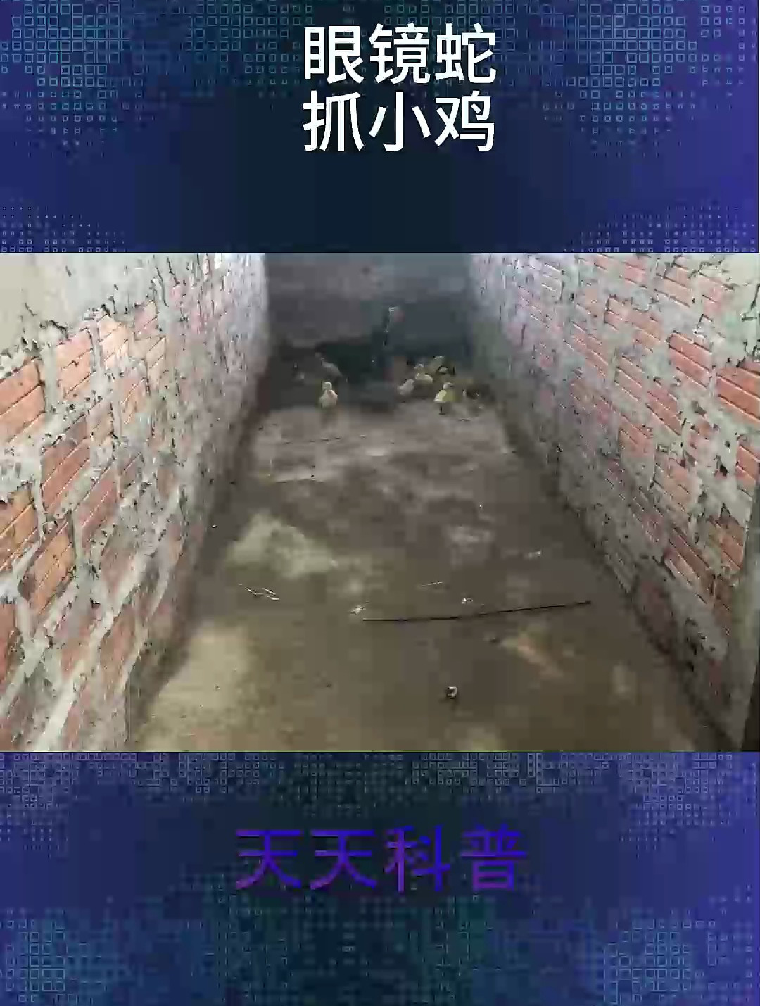 看鸡妈妈如何保护小鸡,为母则刚 眼镜蛇_ 小鸡_ 科普_ 为母则刚