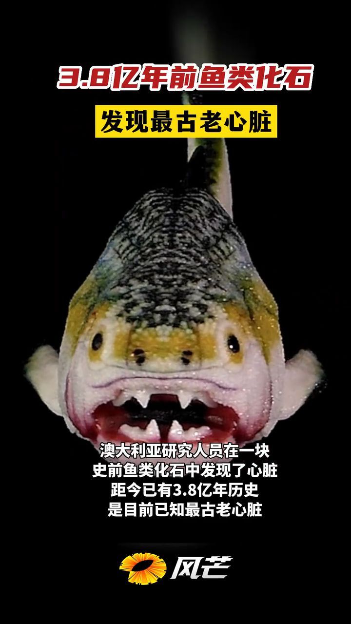 3.8亿年前鱼类化石中发现最古老心脏