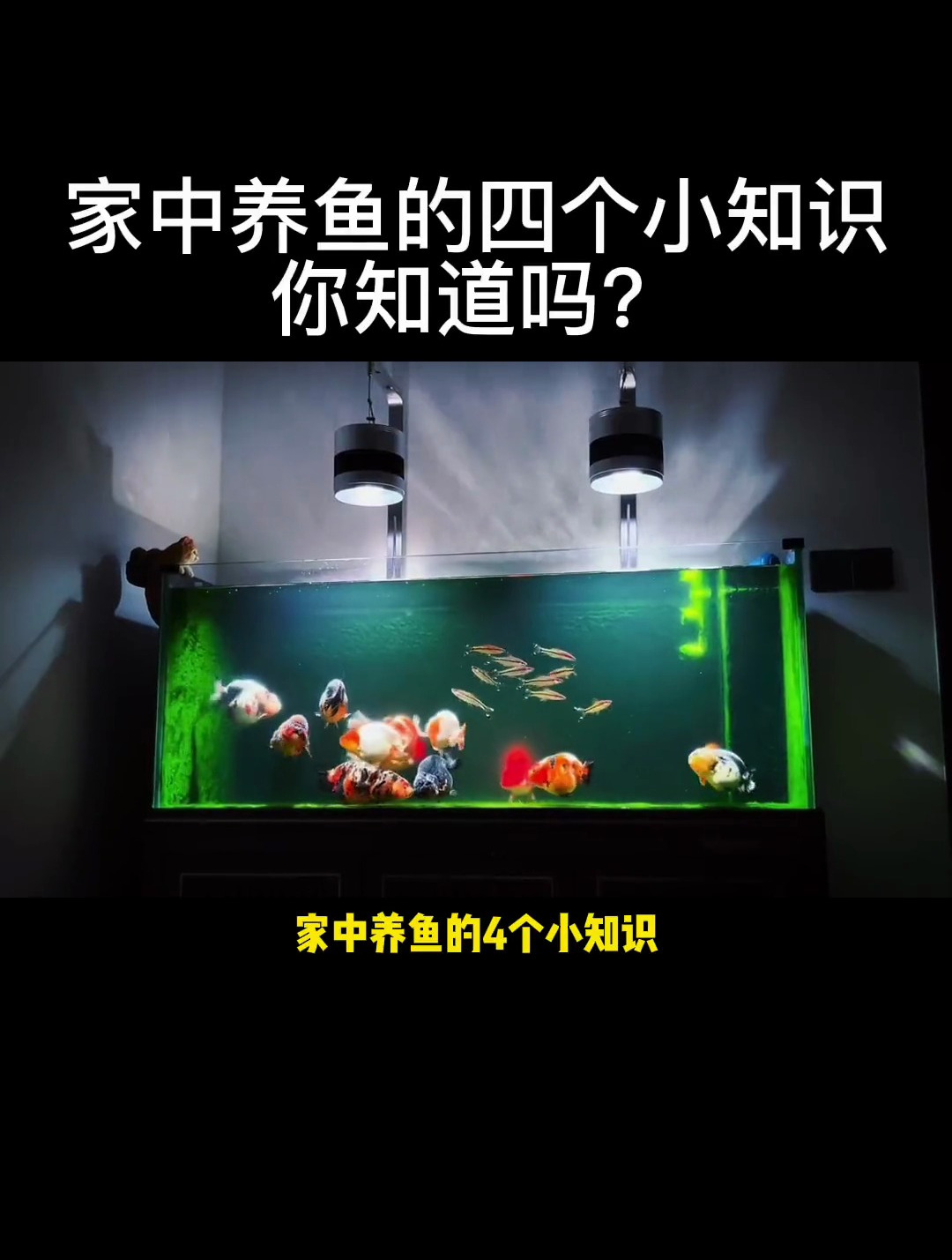 家里养鱼的四个小知识!你知道几个?