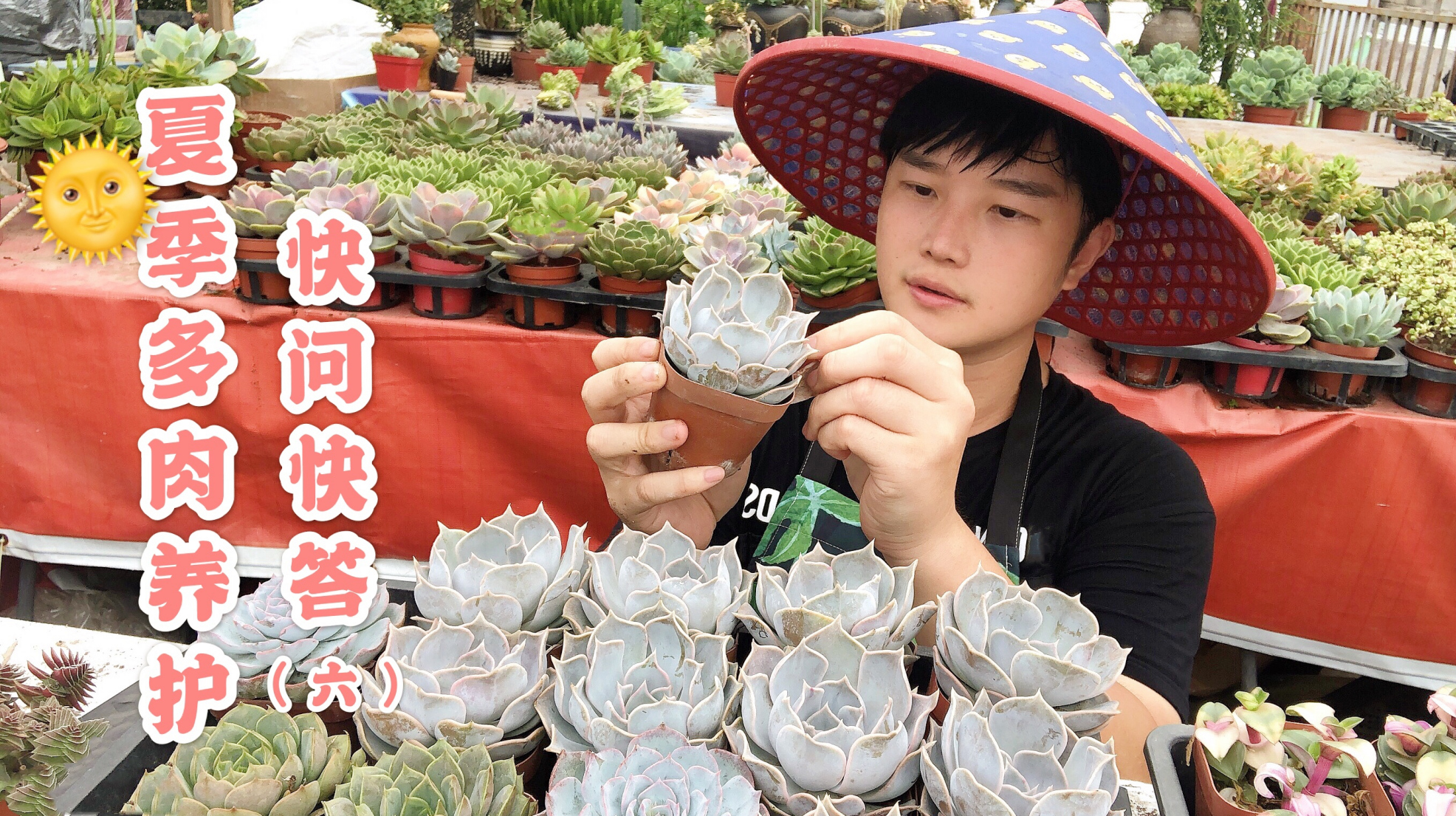 河沙可以种多肉吗?容易上色的肉肉有哪些?听听多肉达人怎么说!