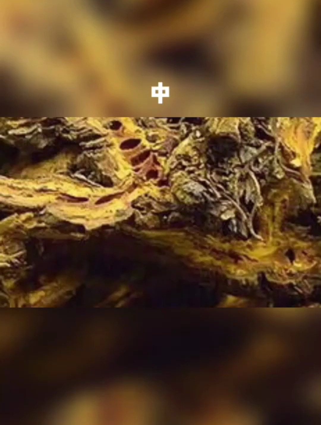 中草药黄连别名 鸡爪莲 性寒 归心 脾胃 大肠经