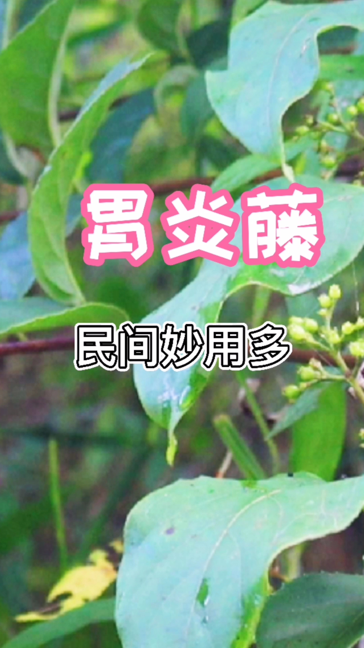 鸡屎藤的妙用你知道吗?别再嫌它臭了,认识的人都把它当宝贝