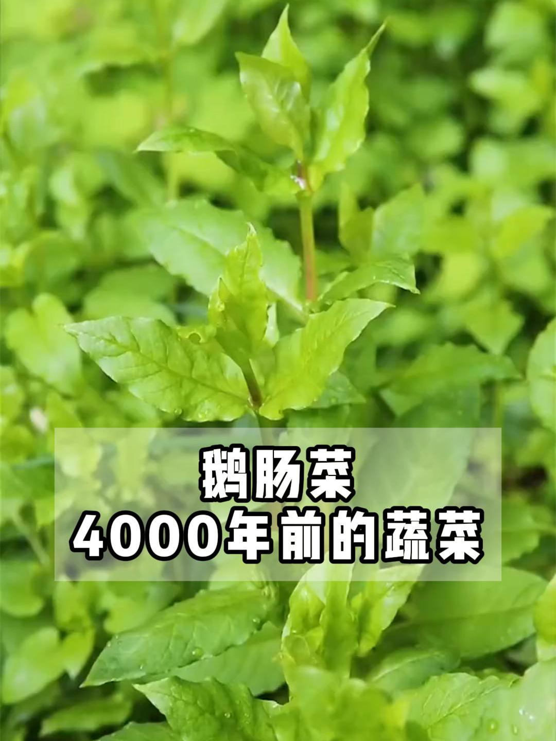 鹅肠菜,4000年前的蔬菜